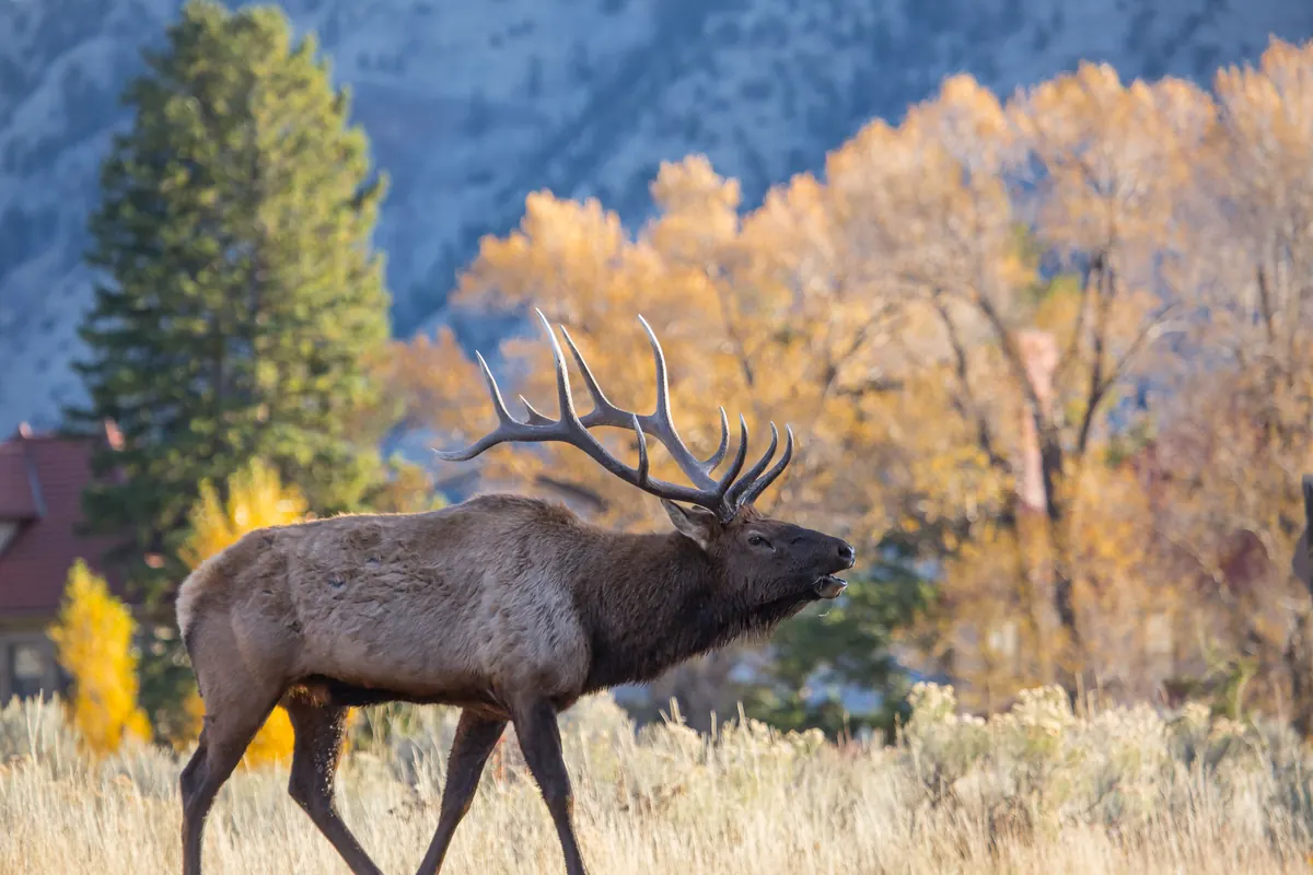 A bull elk with large antlers walking through sagebrush with its head raised, bugling, in front of yellow autumn trees.