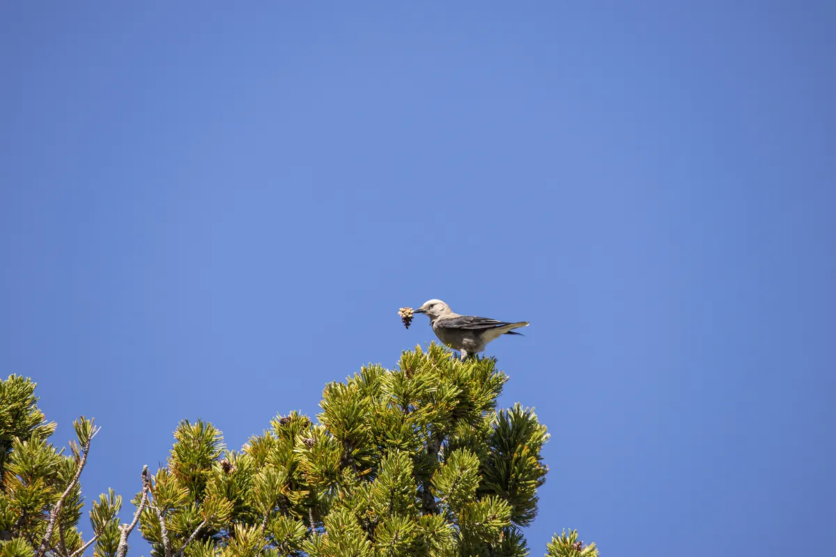 A gray, black and white Clark’s nutcracker perched on the top of a pine tree with a cone in its bill, against a deep blue sky.