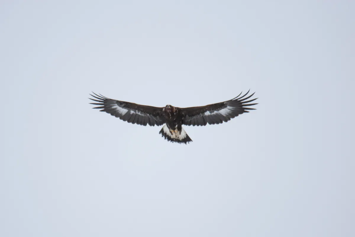 A young golden eagle soaring against a pale gray sky, wings spread, with white patches at the base of the flight feathers and tail.