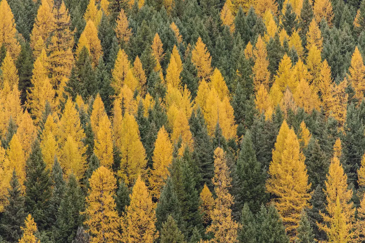 A hillside of bright yellow larch trees scattered through dark green spruce and fir.