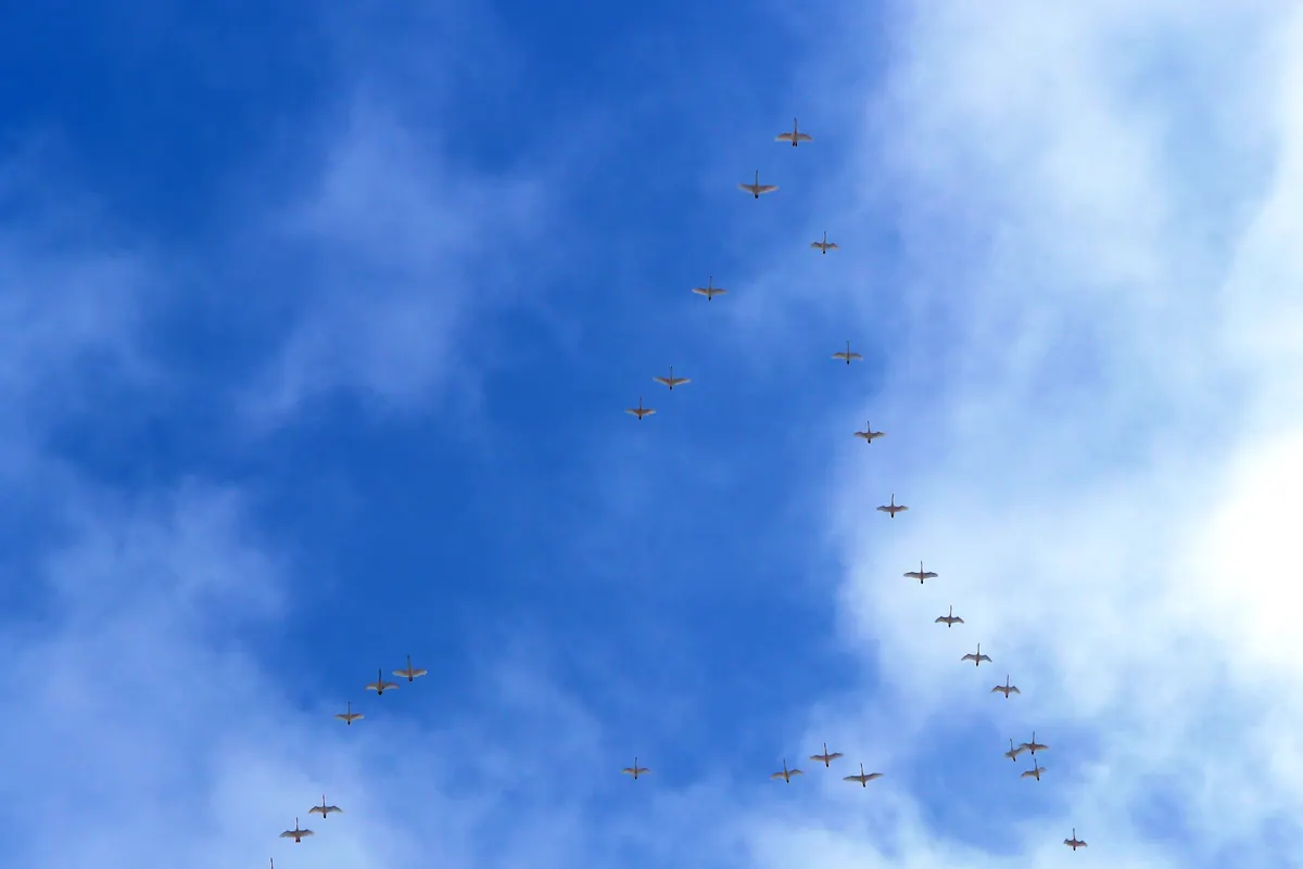 Two long V-shaped lines of white swans flying across a blue sky with scattered clouds.