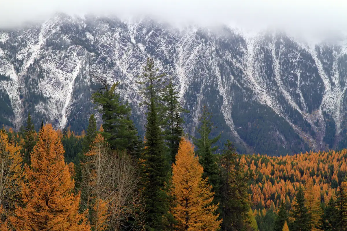 Orange western larch among dark green conifers below a gray mountain wall freshly dusted with snow, under low clouds.