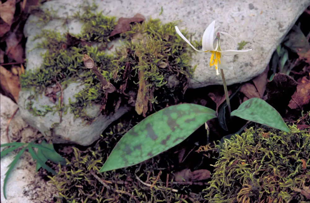 A single white nodding trout lily flower with swept-back petals rises above mottled green leaves beside a mossy rock.