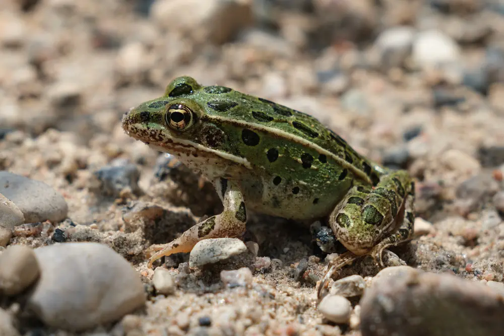 A green northern leopard frog with dark spots outlined in pale rings sits on gravel with a pale ridge running down each side of its back.