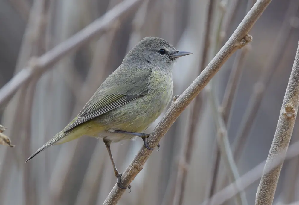 A small olive-yellow orange-crowned warbler clings to a bare twig in soft light.