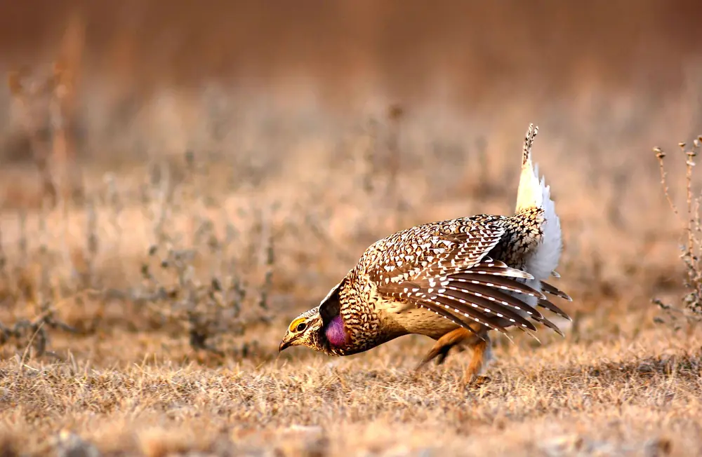 A male sharp-tailed grouse stoops low on dry prairie grass with wings spread, tail raised and a purple air sac showing on its neck, in the middle of a dance.