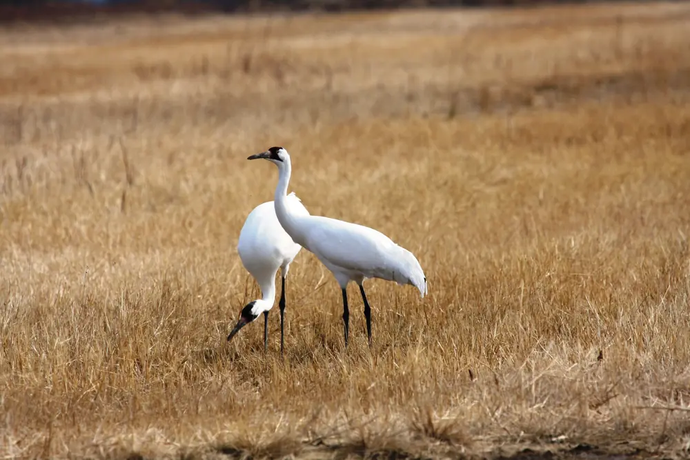 Two tall white whooping cranes with black wingtips standing in a field of dry tan grass.