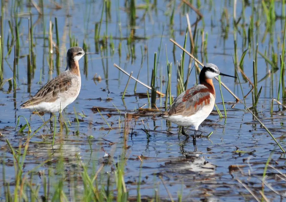 Two Wilson's phalaropes with slender bills and rusty necks swim side by side on calm water.