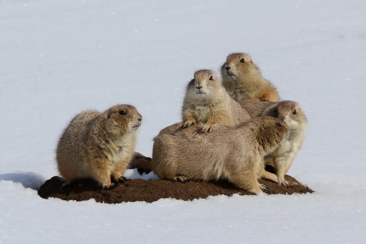Five black-tailed prairie dogs huddled together on a bare dirt mound surrounded by snow