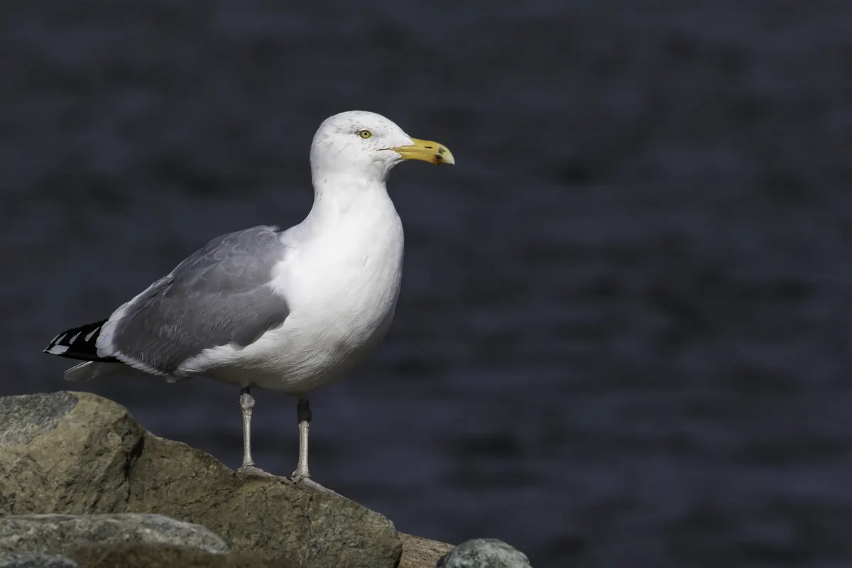 An adult herring gull with a gray back and yellow bill standing on a rock beside dark open water