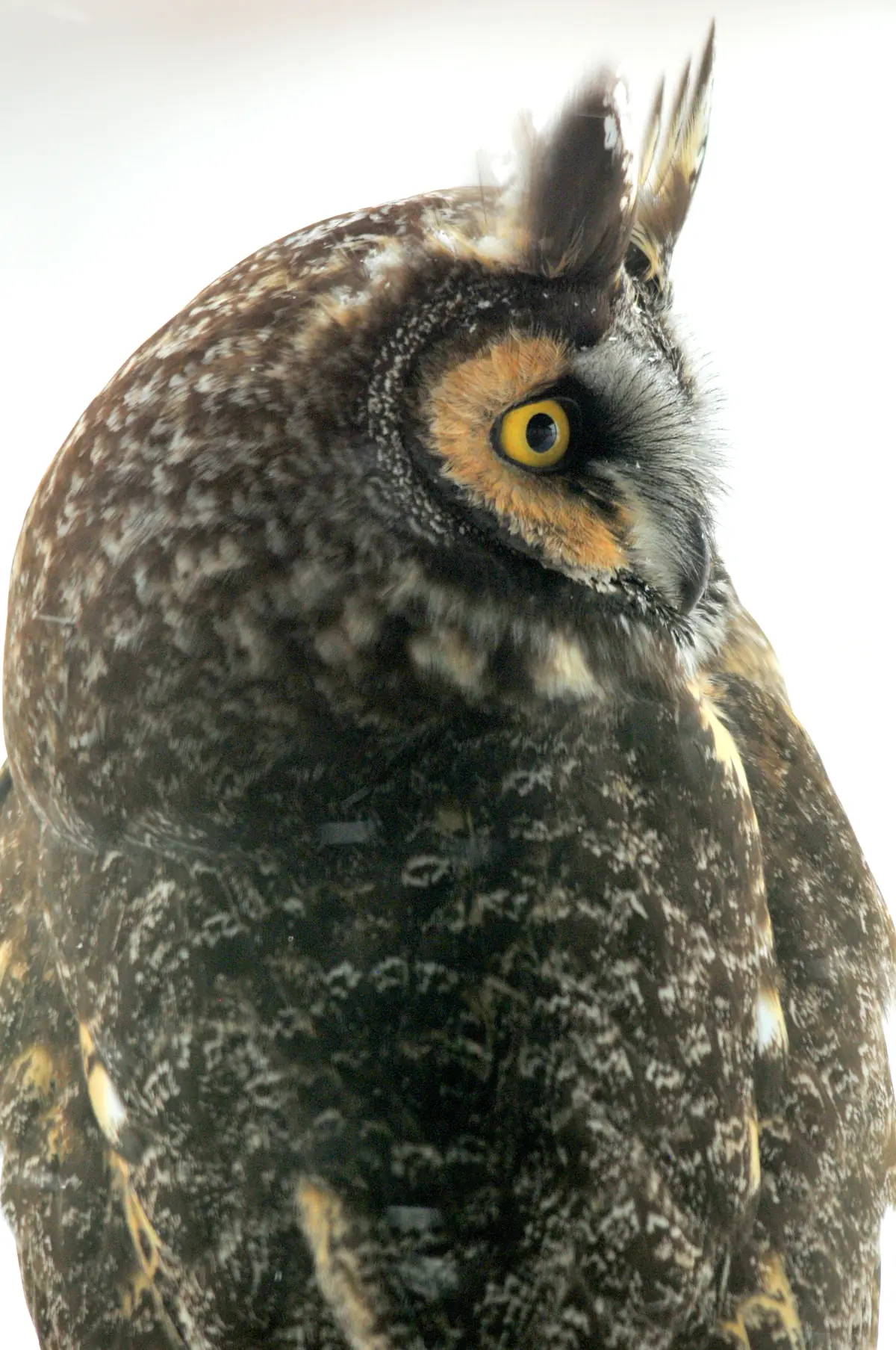 A long-eared owl seen from the side with its long ear tufts raised and an orange facial disk against a pale background