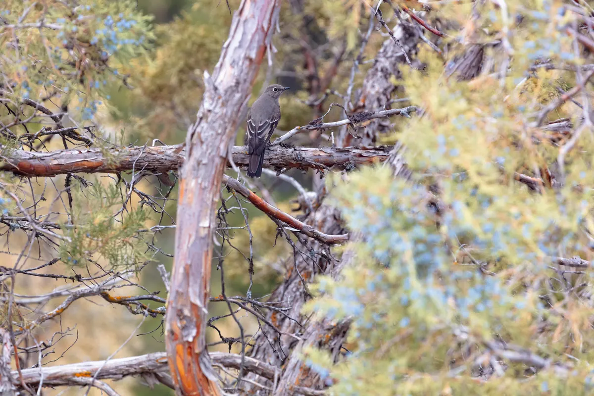 A slim gray Townsend’s solitaire perched on a bare branch inside a blue-green juniper