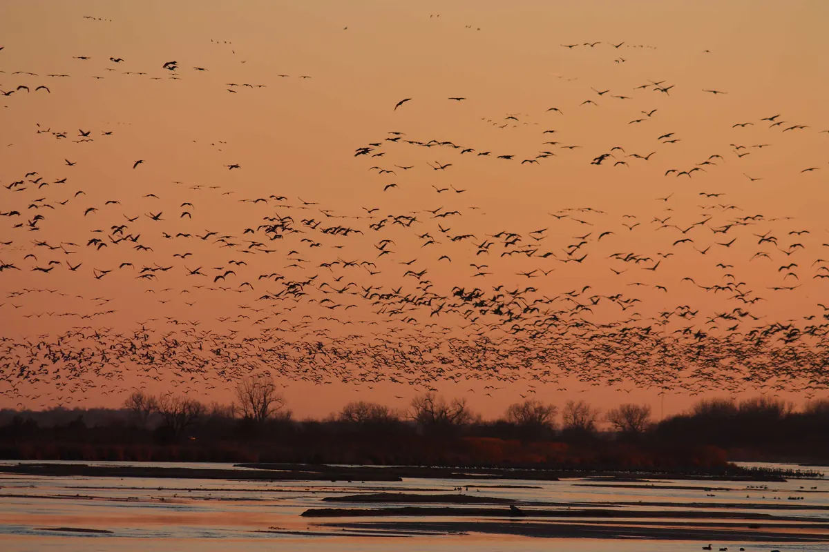 A dense flock of sandhill cranes filling a pink and orange evening sky above a shallow river channel and dark trees