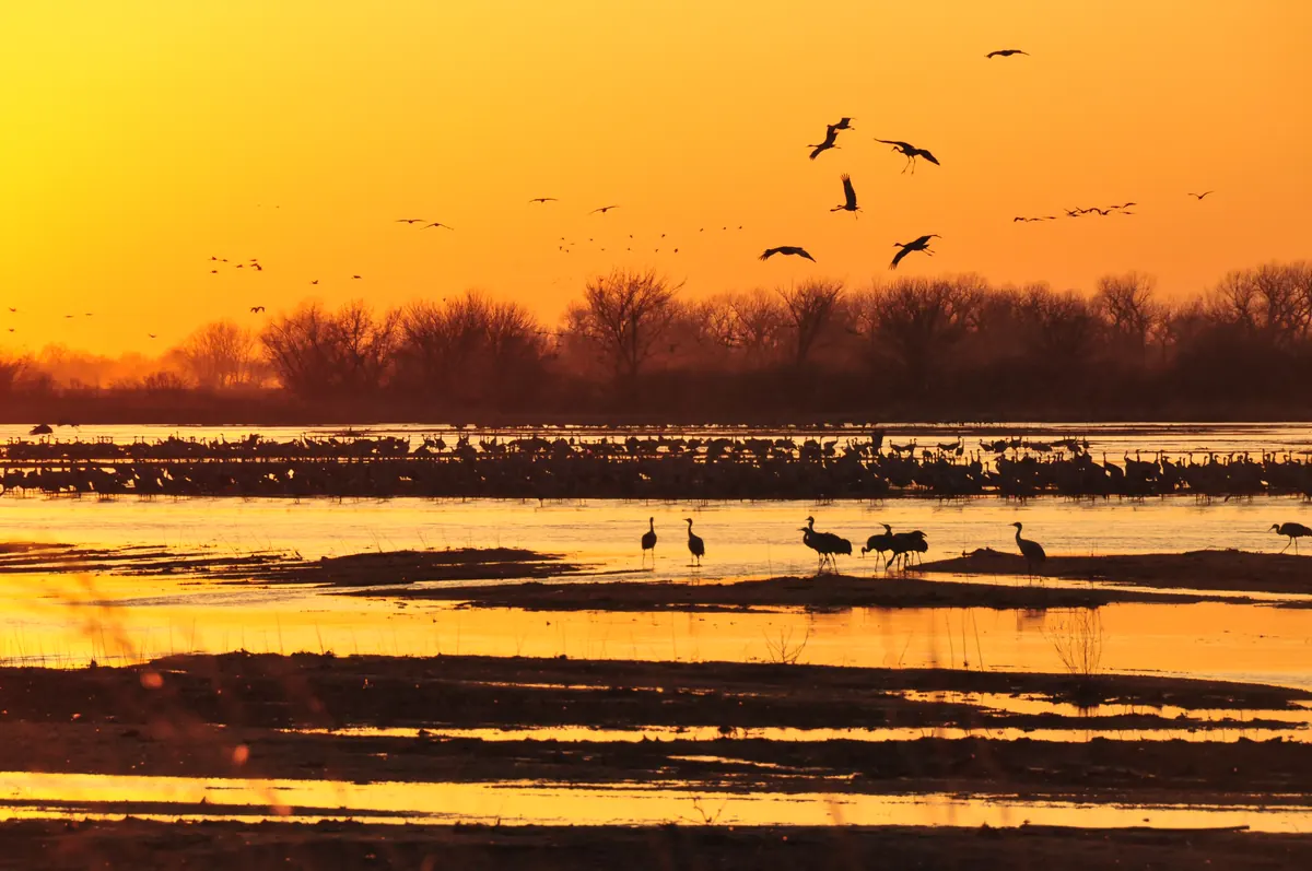 Sandhill cranes flying in against an orange sunset sky toward shallow sandbars on a wide river, with more cranes standing in the water and a line of bare trees beyond