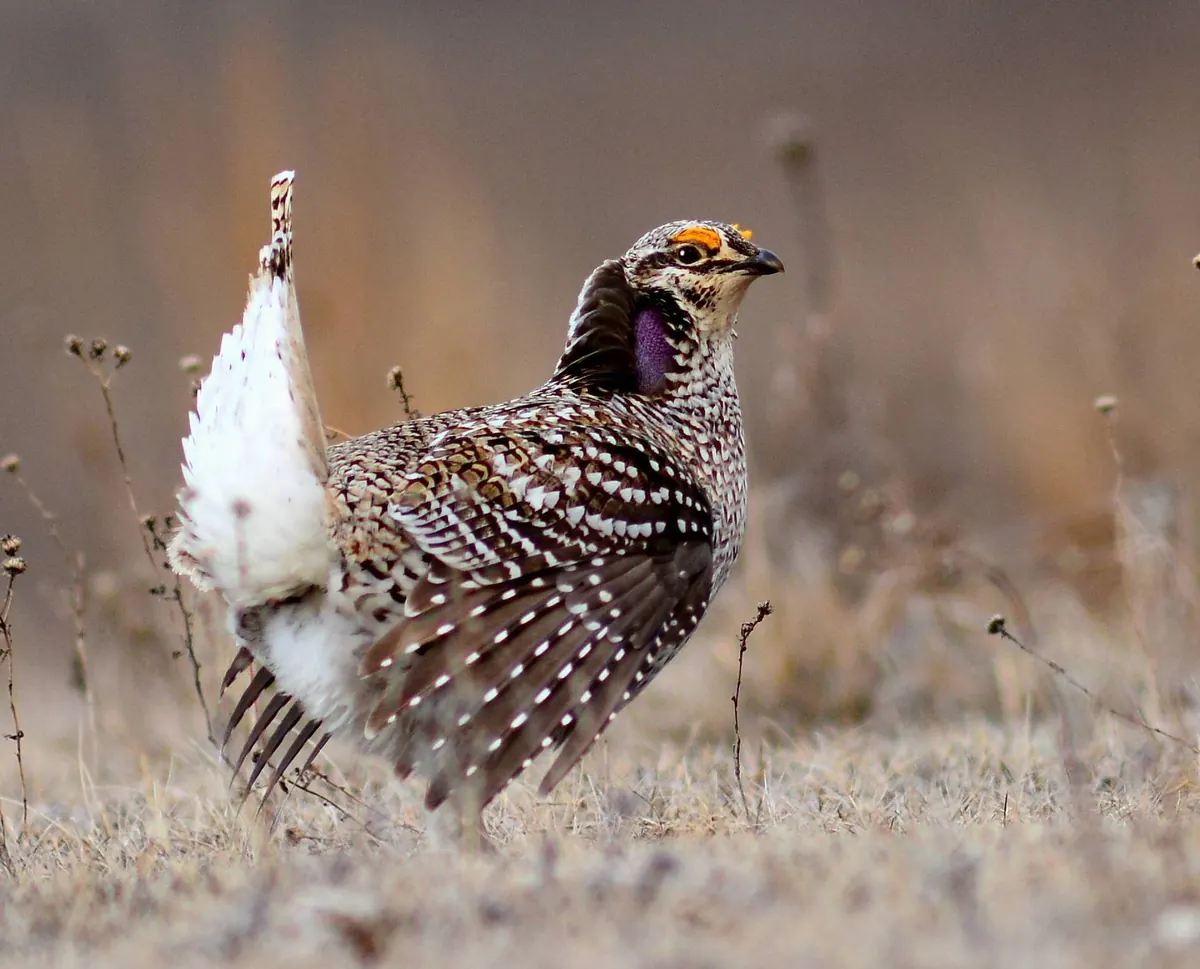 A male sharp-tailed grouse displaying on brown grass, tail cocked straight up, wings spread and a purple air sac showing on its neck