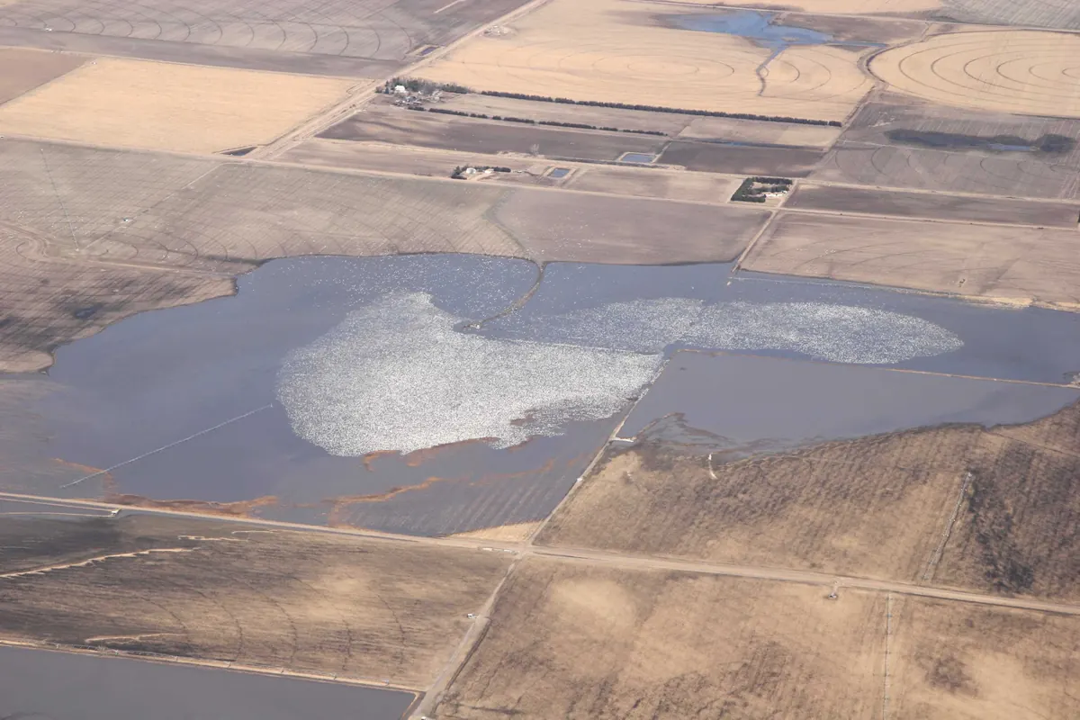 Aerial view of a flooded wetland among brown, harvested crop fields, its surface covered by a vast white mass of snow geese