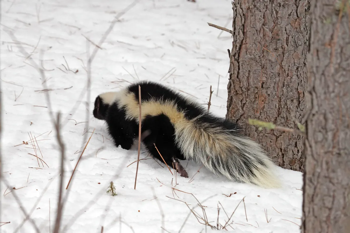 A black and white striped skunk walking through snow beside the trunk of a tree