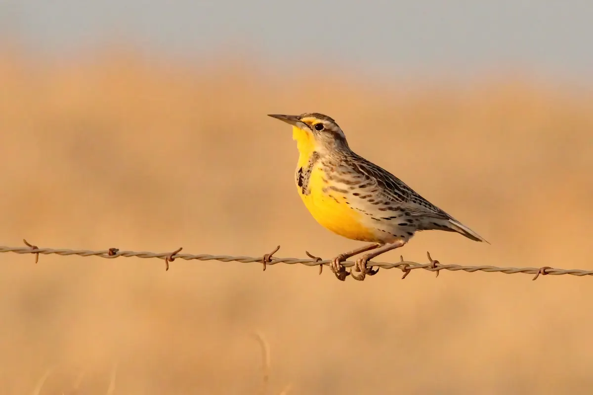 A western meadowlark with a bright yellow breast and black V perched on a strand of barbed wire in front of tawny winter grass
