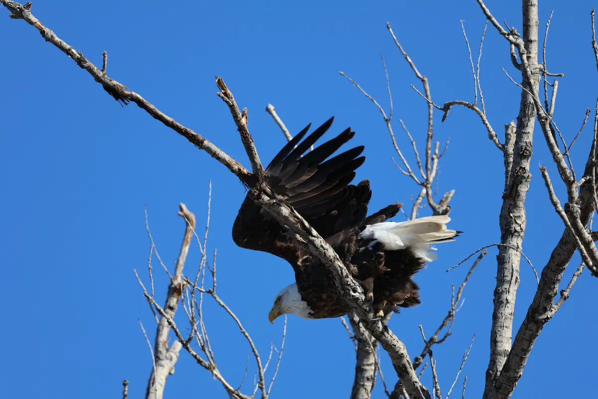 A bald eagle taking off from a bare cottonwood branch against a blue sky.