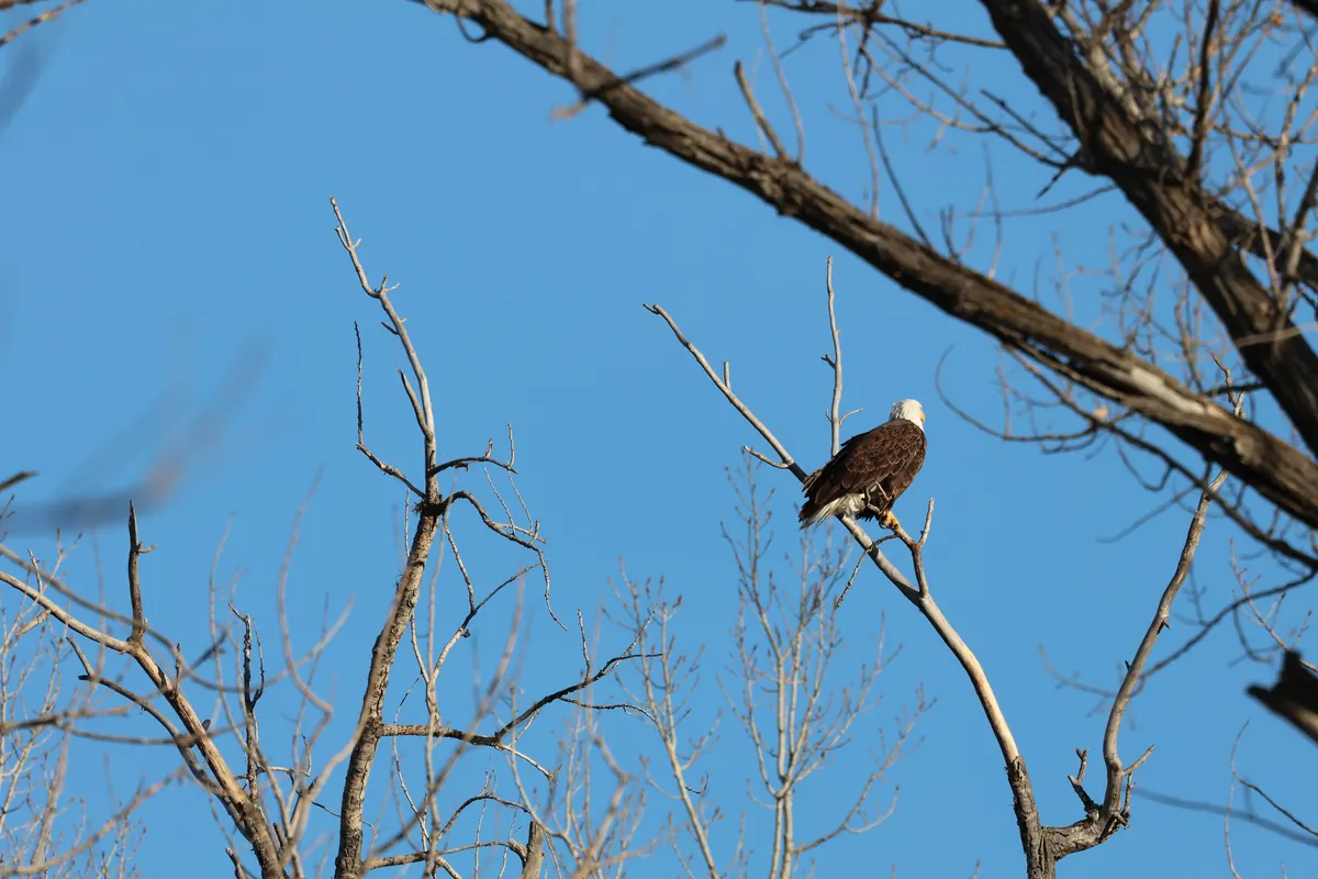 A bald eagle perched high in a leafless tree against a blue sky.