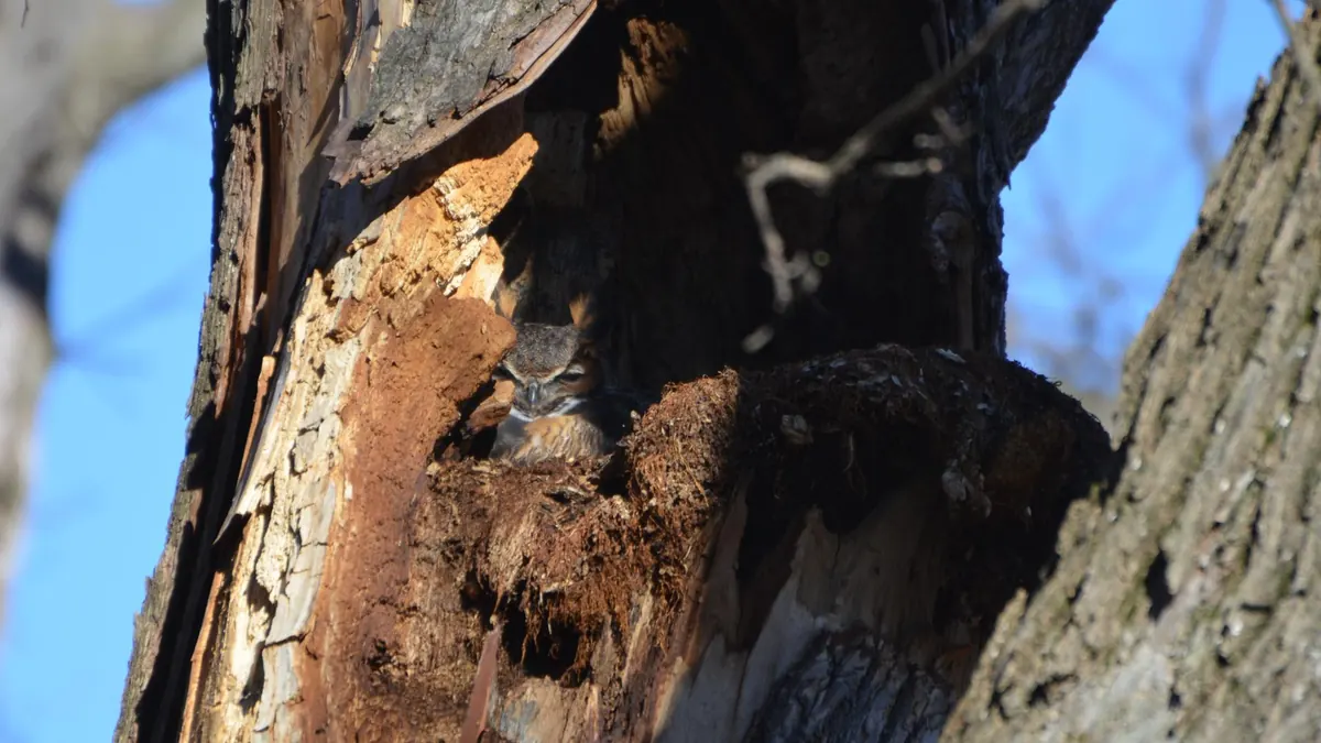 A great horned owl with ear tufts raised peers out from a moss-lined hollow in a broken, sunlit tree trunk under a blue sky