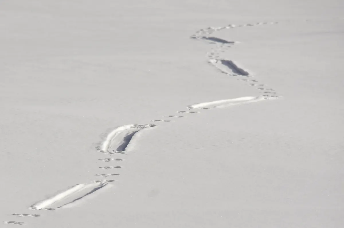 A winding trail across smooth snow made of small paw-print clusters alternating with long, smooth belly-slide grooves