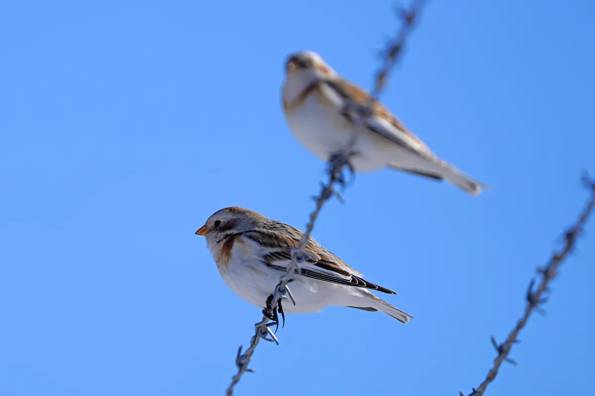 Two snow buntings, white below with warm brown on the head and back, perched on a strand of barbed wire against a clear blue sky