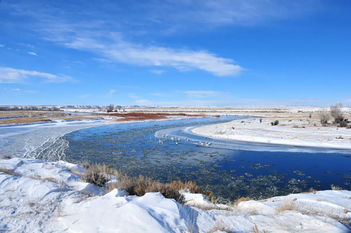 A small flock of white swans resting on a stretch of open blue river winding between snowy banks and ice under a wide sky