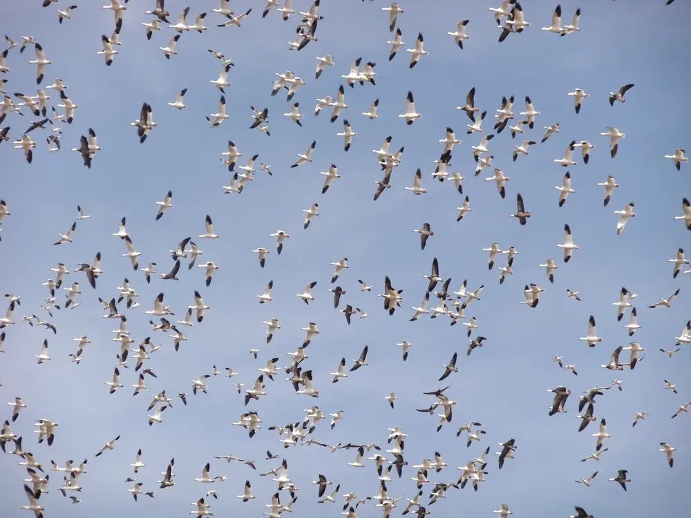 A dense flock of white snow geese with black wingtips fills a pale blue sky, many with wings spread as they circle to land.