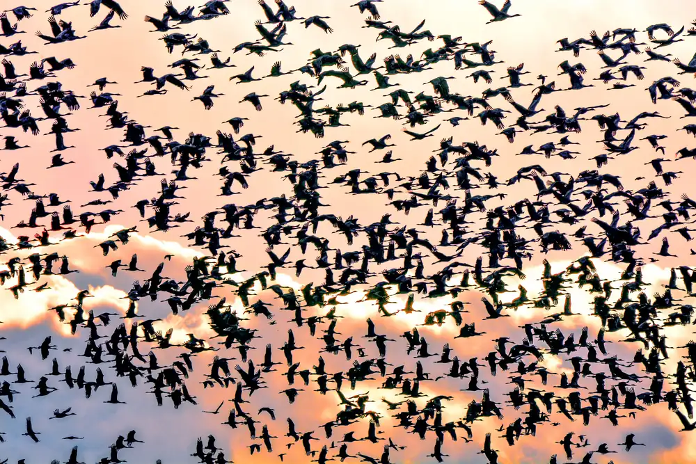 A huge flock of sandhill cranes in flight, dark silhouettes against a pink and orange dusk sky with clouds.