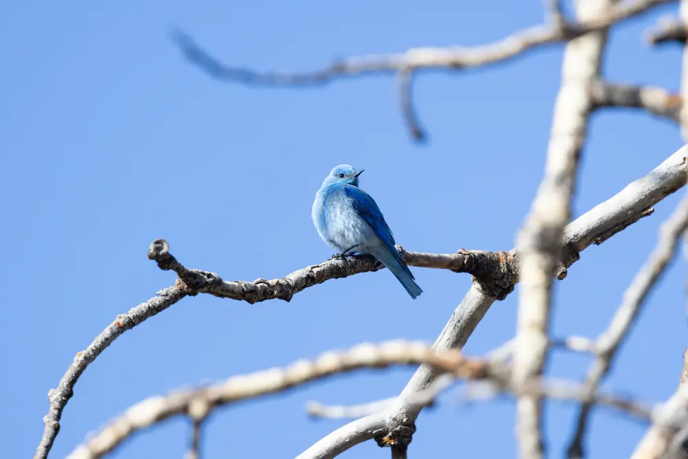 A male mountain bluebird, sky blue all over, perches on a bare gray branch against a clear blue sky.