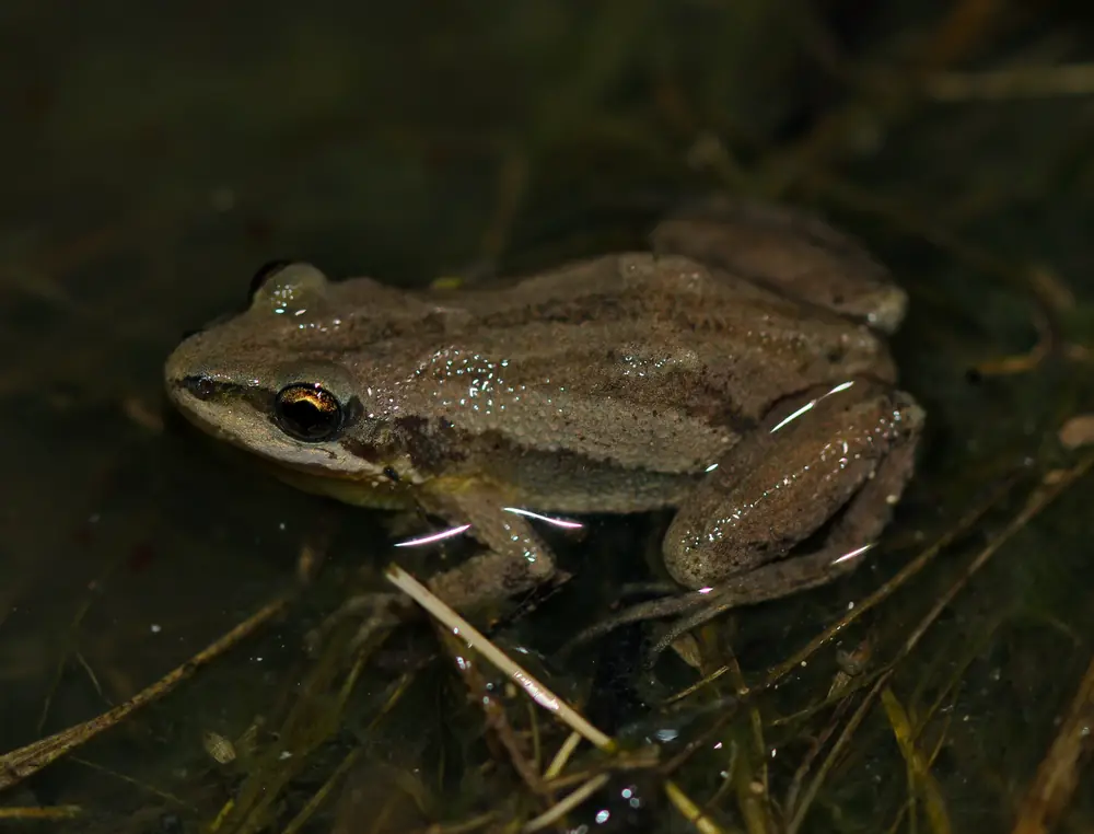 A small brown boreal chorus frog with dark stripes floats at the surface of a pond among dead stems, one gold-ringed eye visible.