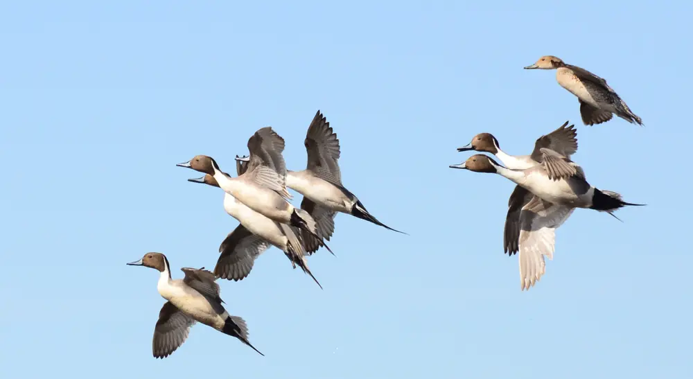 Six northern pintails, long-necked ducks with white breasts, fly in a tight twisting group against a clear blue sky.