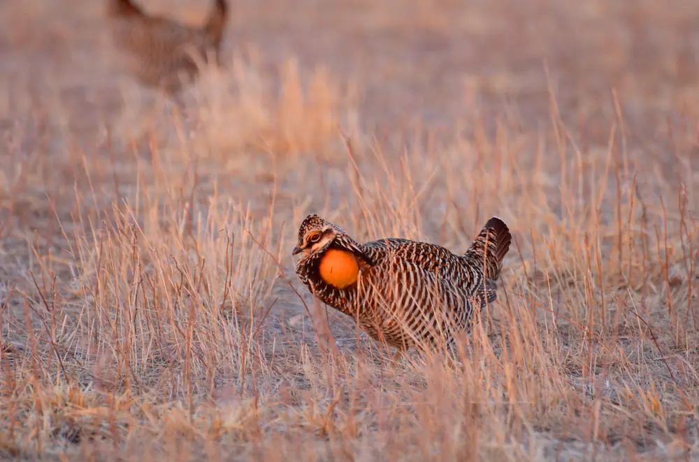 A male greater prairie-chicken stands in dry golden grass at dawn with a round orange air sac inflated on its neck.
