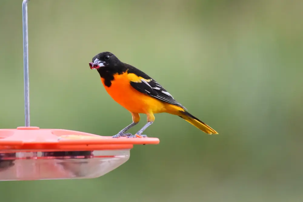 A male Baltimore oriole with a bright orange breast and black head perches near a feeder.