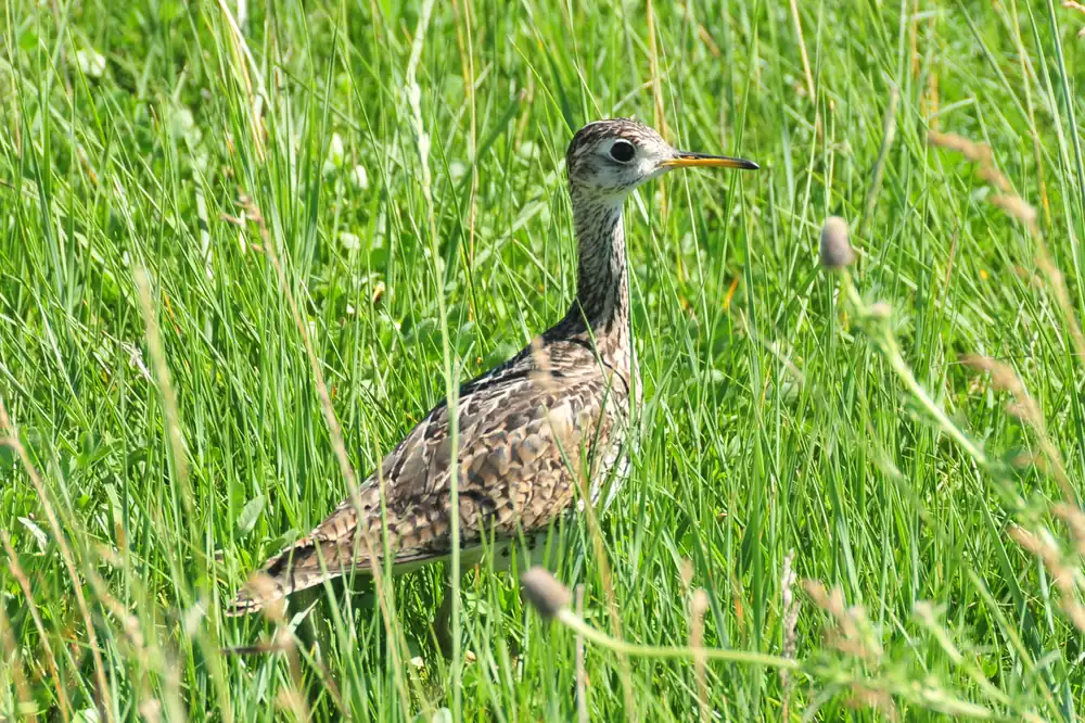 An upland sandpiper stands upright on a fence post above green prairie grass.