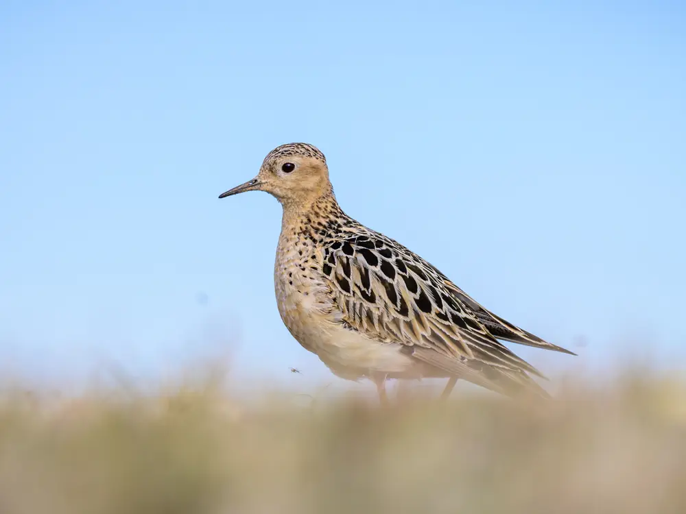 A buff-colored sandpiper with a small round head and dark eye stands on short tundra vegetation.