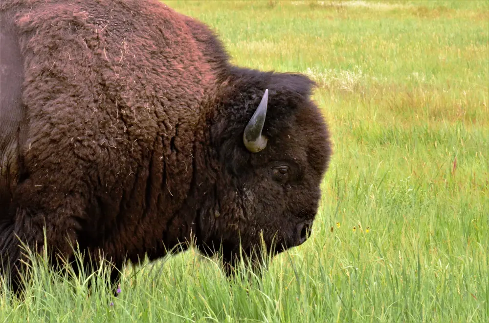 A large dark bison bull grazes on open green prairie.