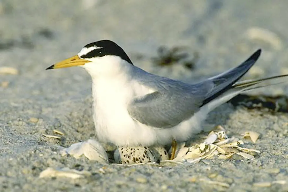A small pale interior least tern sits low on a sandy island with a single speckled egg beside it.