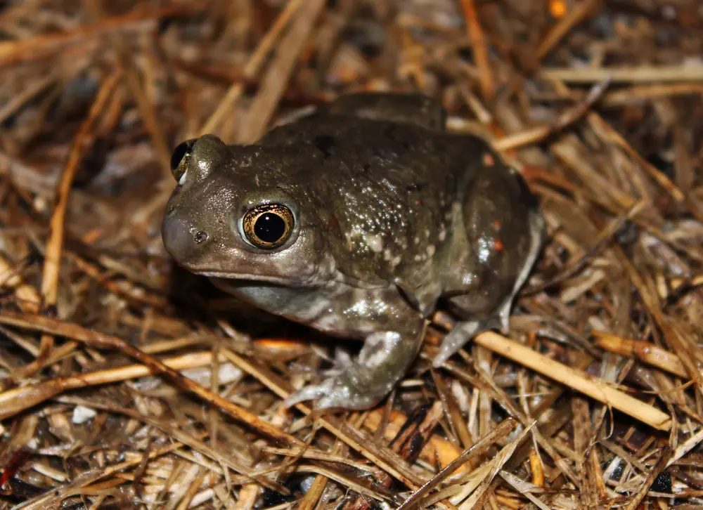A brownish plains spadefoot toad with large golden eyes sitting on dry straw-colored litter.