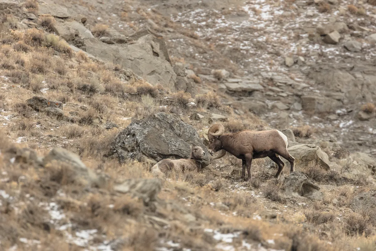 A bighorn ram with heavy curled horns standing nose to nose with a resting ewe on a rocky, lightly snow-dusted slope.