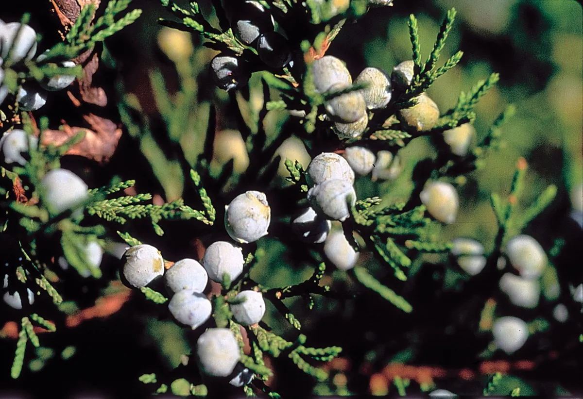 Close view of an eastern redcedar sprig crowded with round, powdery blue-white berry-like cones among scaly green foliage.