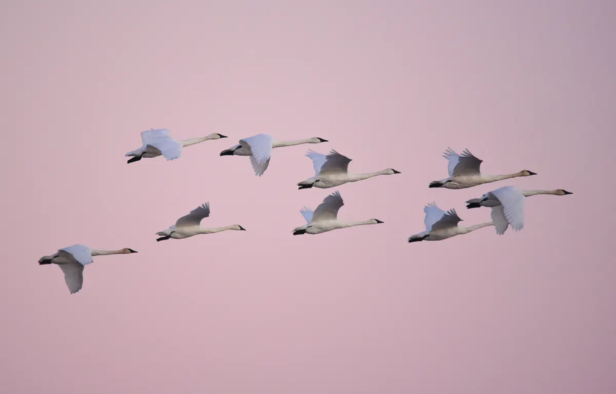 Nine white trumpeter swans with black bills flying in loose formation against a pink dusk sky.