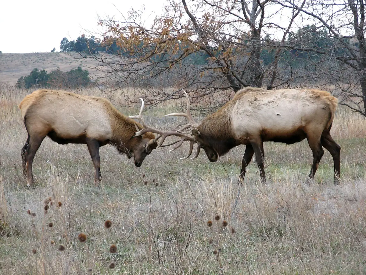 Two bull elk with large antlers sparring in open prairie grass.