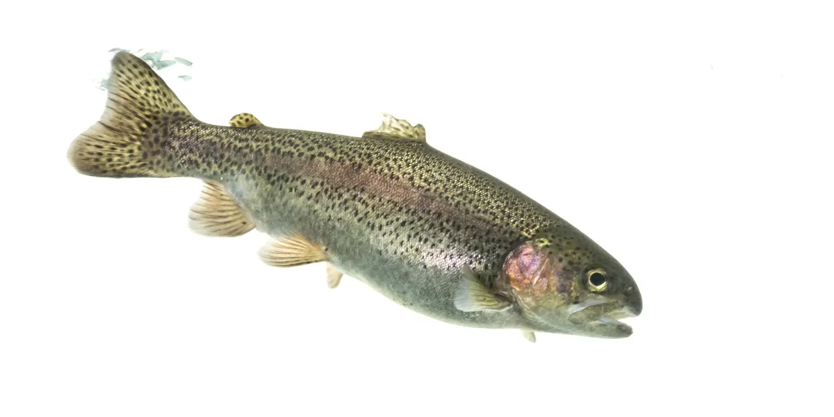 A rainbow trout with a pink stripe along its speckled side.