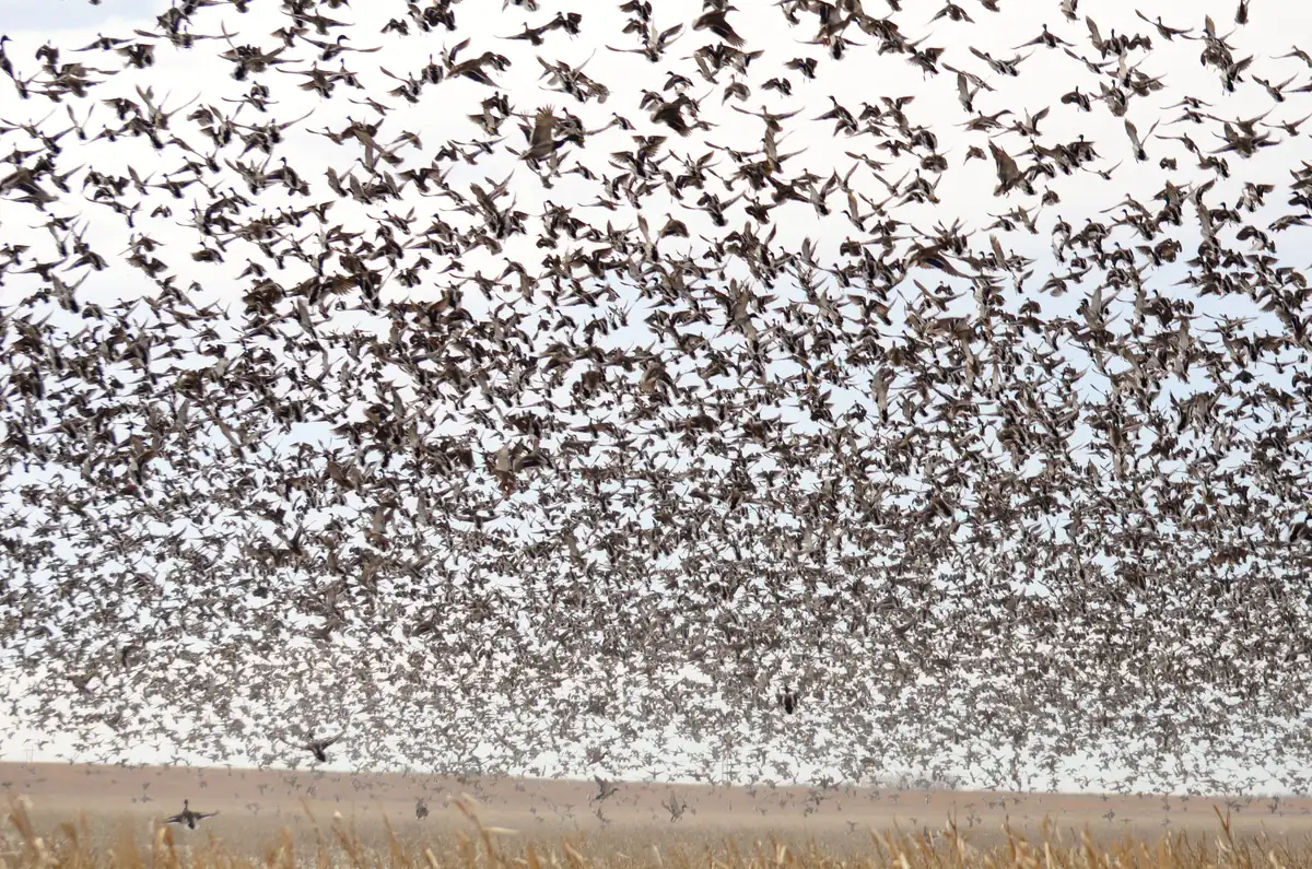 A crowd of mallards and northern pintails on open water in a Rainwater Basin wetland.
