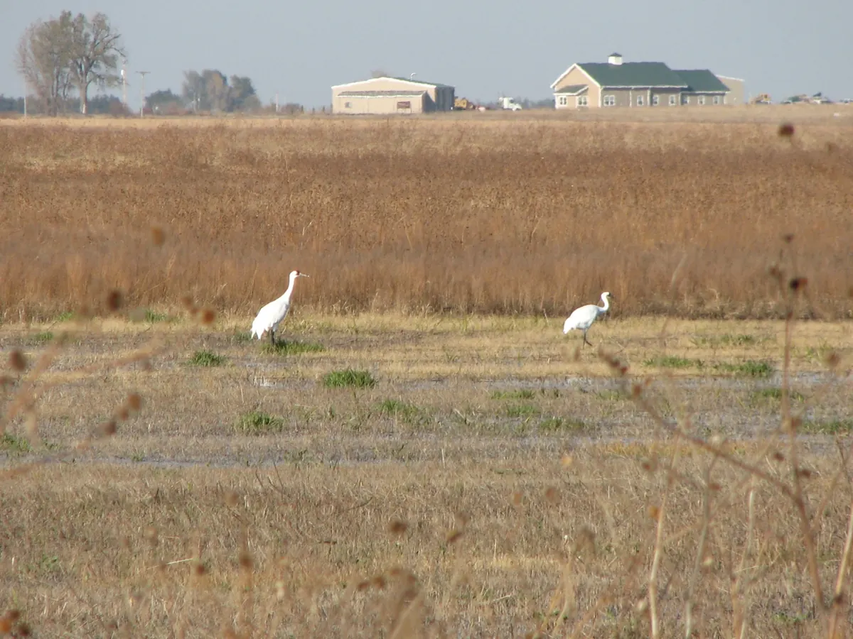Tall white whooping cranes with black wingtips standing in a shallow wetland.