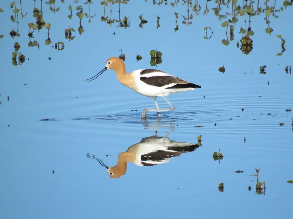 An American avocet with a slender upturned bill wading in shallow water.