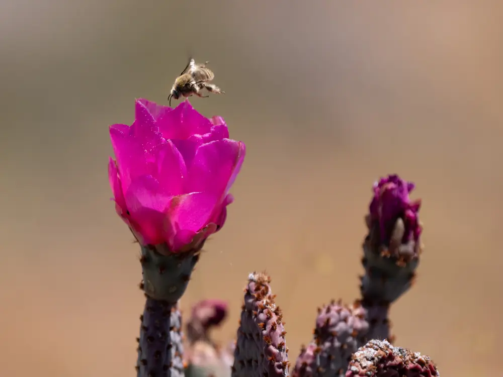 A honey bee in flight at the opening of a magenta beavertail cactus flower.