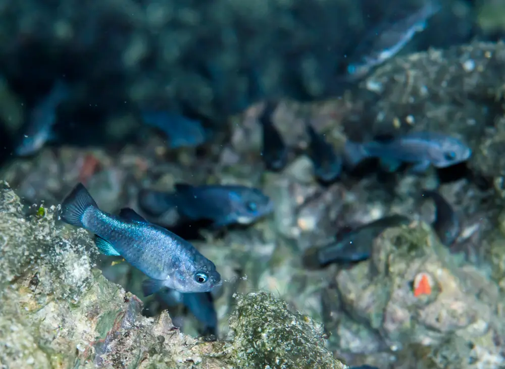 Several small blue pupfish swimming close together in clear water, one in sharp focus.